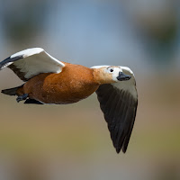 Casarca ferruginea. di 