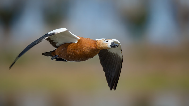 Casarca ferruginea. di Mauro Rossi