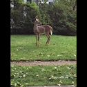 White tailed deer