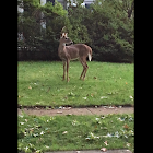 White tailed deer