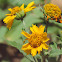 Golden Crownbeard, Cowpen Daisy