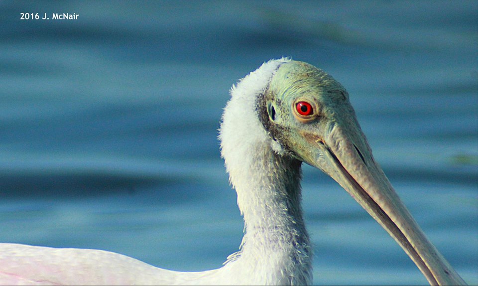 Roseate Spoonbill