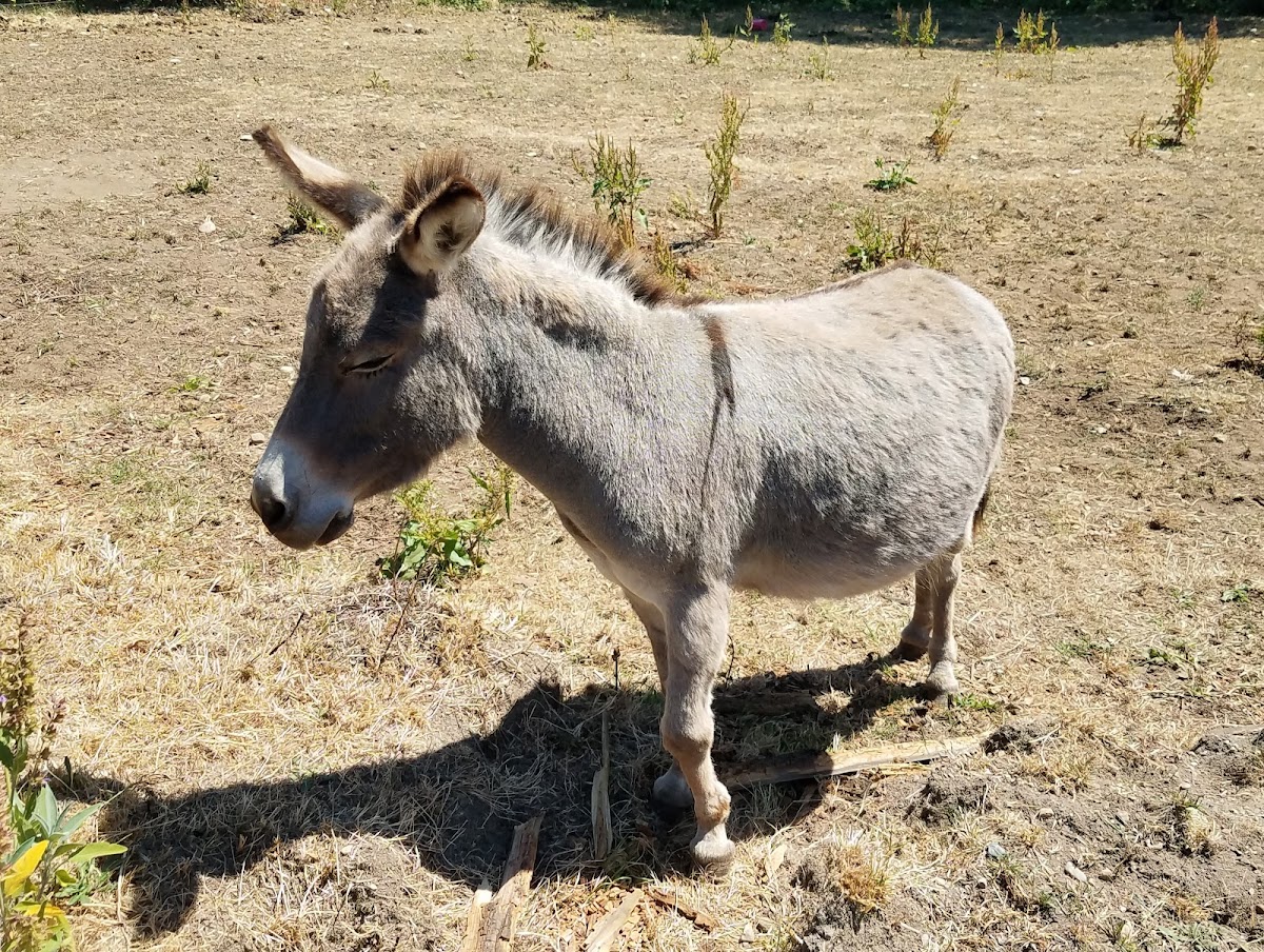 Miniature donkey