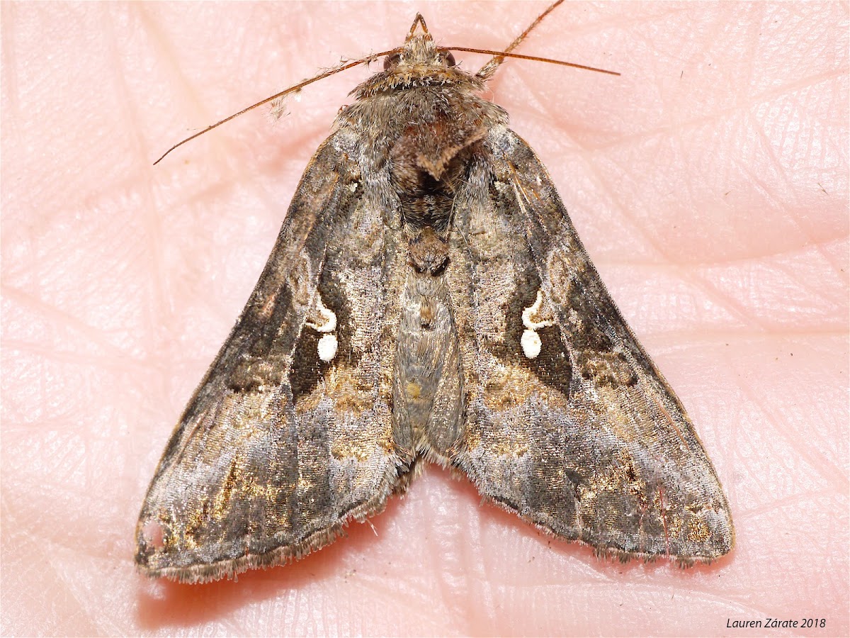 Noctuid Moth