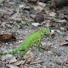 Common Green Forest Lizard