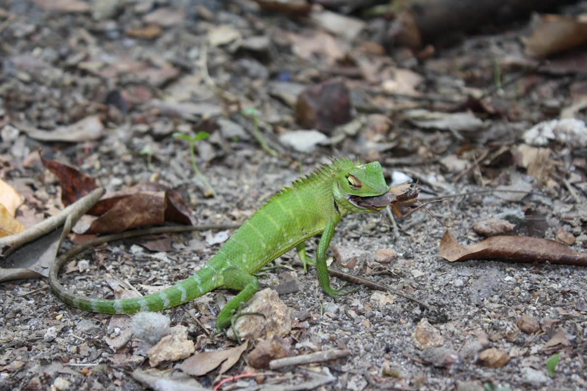 Common Green Forest Lizard