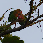 Fischers Lovebird