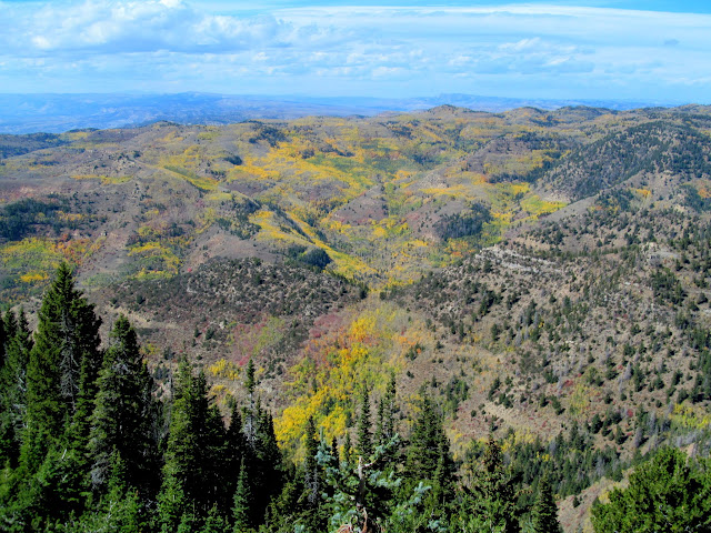 The forks of Whitmore Canyon