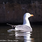 Yellow-legged Gull; Gaviota Patiamarilla