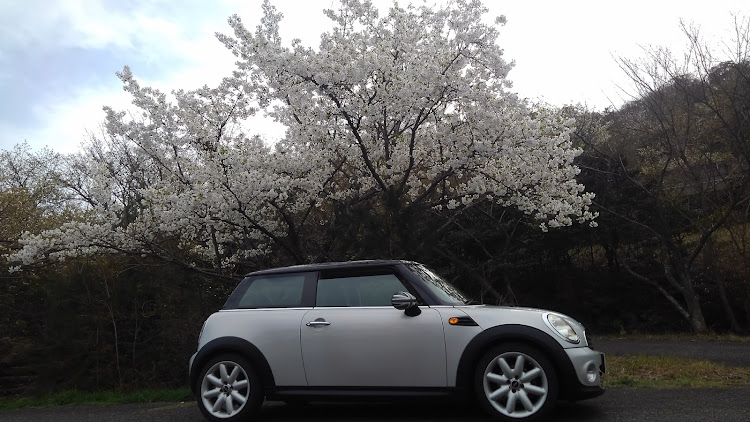 ミニ ハッチバックのminiと桜・初コラボ・花見ドライブ🌸・五色台・サクラと愛車に関するカスタム事例の投稿画像5枚目