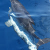 Atlantic Spotted Dolphin