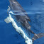 Atlantic Spotted Dolphin