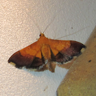 Bicolored Pyrausta Moth