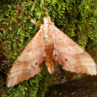 Large Swirled Hawkmoth