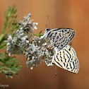 Mediterranean Tiger Blues