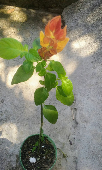 Suas inflorescências são formadas por brácteas vermelhas das quais surgem pequenas flores brancas, com o formato ideal para o bico dos beija-flores, que as visitam com frequência.