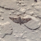 Gray Moth