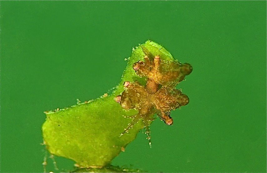 Eubranchus Nudibranch