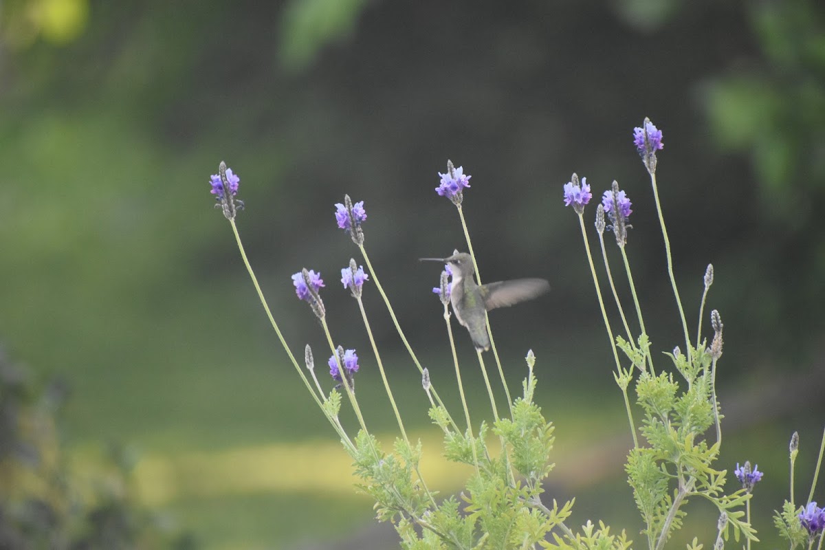 Ruby-Throated Hummingbird (female)