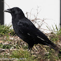 Carrion Crow