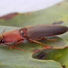 Click Beetle