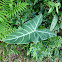 Angel's Wing, White Vein Arrow Leaf