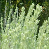 Common Sagebrush