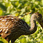 Limpkin