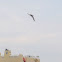 Arctic tern