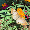 The White Peacock Butterfly