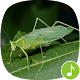 Download Appp.io - Katydid sounds For PC Windows and Mac 1.0.2