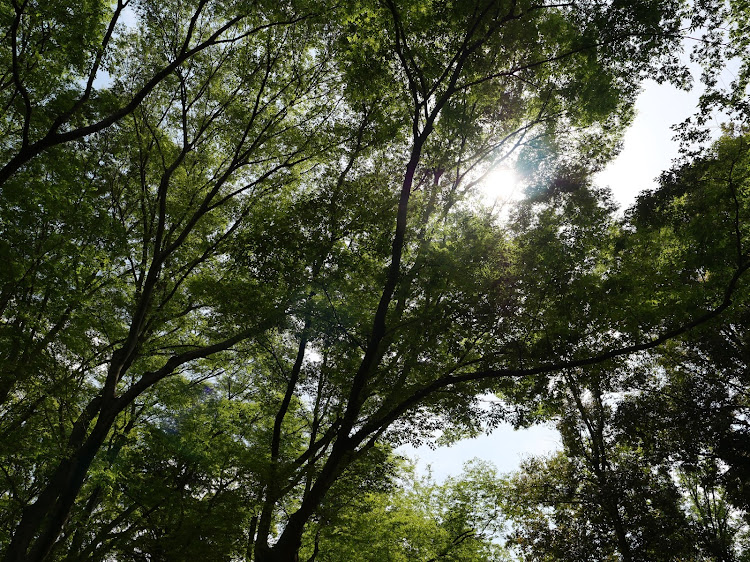 GSの砧公園・公園駐車場・公園散策・リフレクション撮影・梅雨入り間近に関するカスタム事例の投稿画像5枚目
