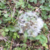 Common Dandelion