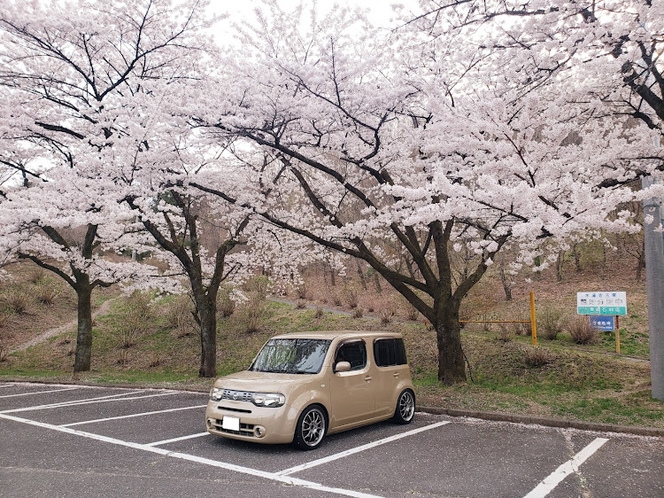 キューブの桜・ドライブイン七輿・榛名山に関するカスタム事例の投稿画像1枚目