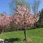 Flowering Dogwood