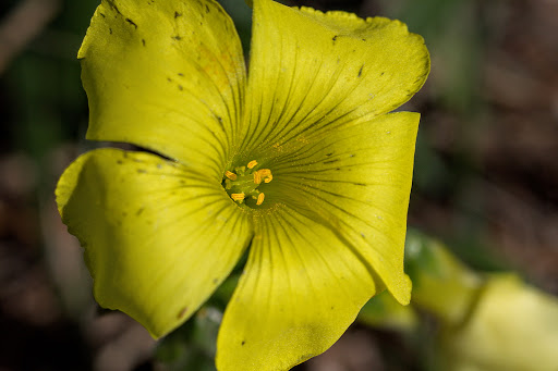 Oxalis pes-caprae