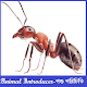 Download Animal Introducer For PC Windows and Mac 1.4