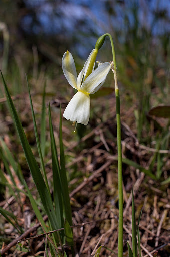 Narcissus triandrus