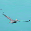 Brown Pelican