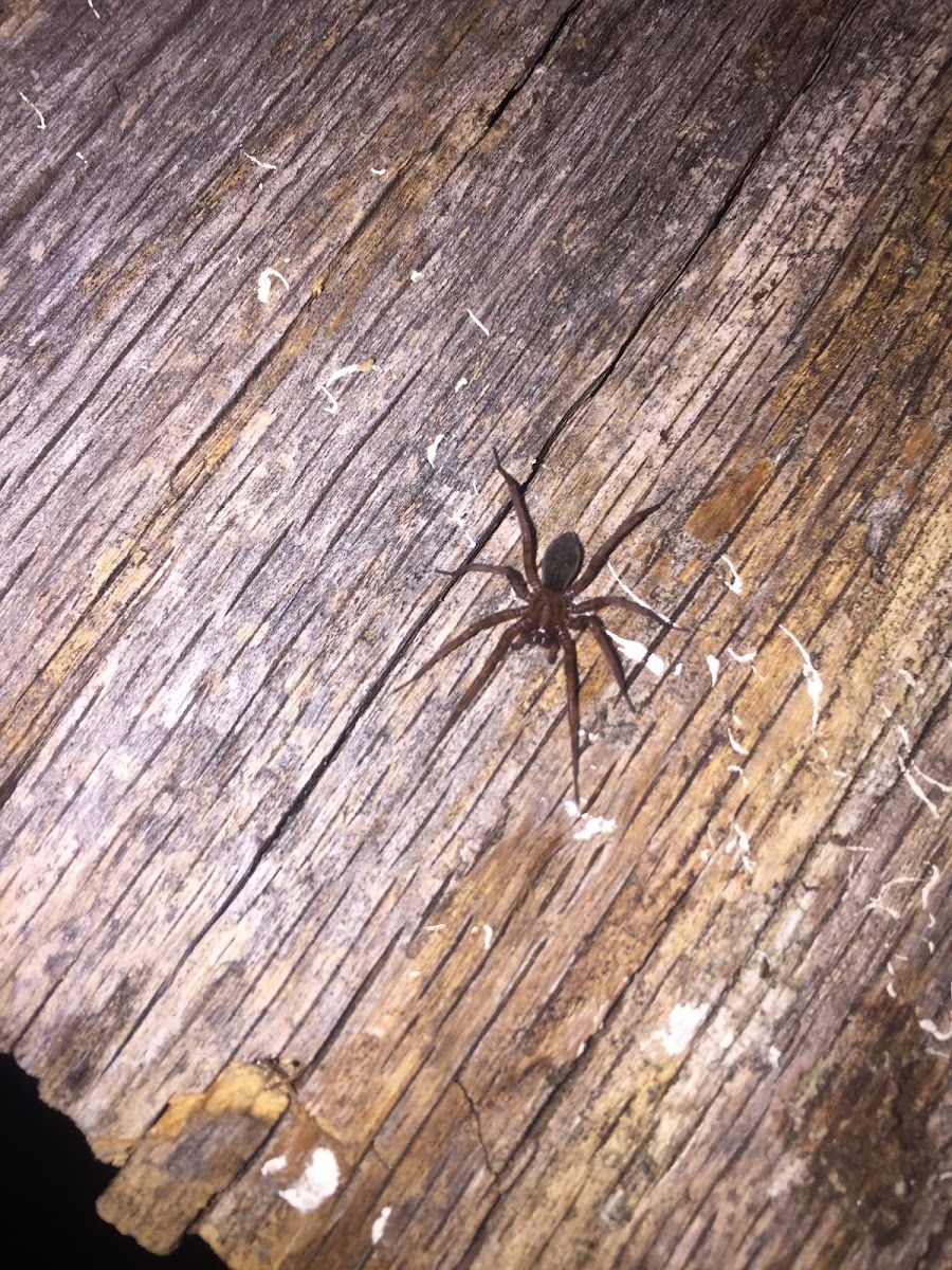 Brown Recluse