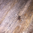 Brown Recluse