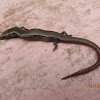 Skink