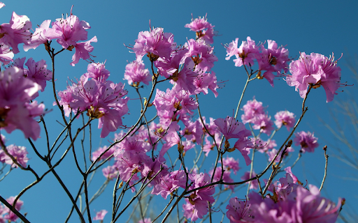 Hibiscus flower branches