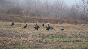 KY Fall Turkey Season thumbnail