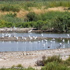 Little Egret; Garceta Común