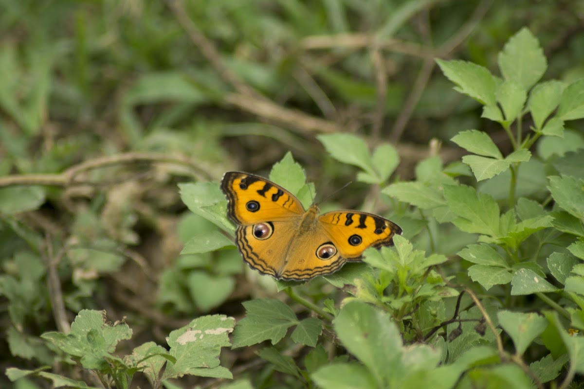 peacock pansy