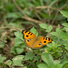 peacock pansy