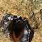 Widemouth Rocksnail