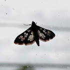 Assembly Moth