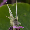 Small white